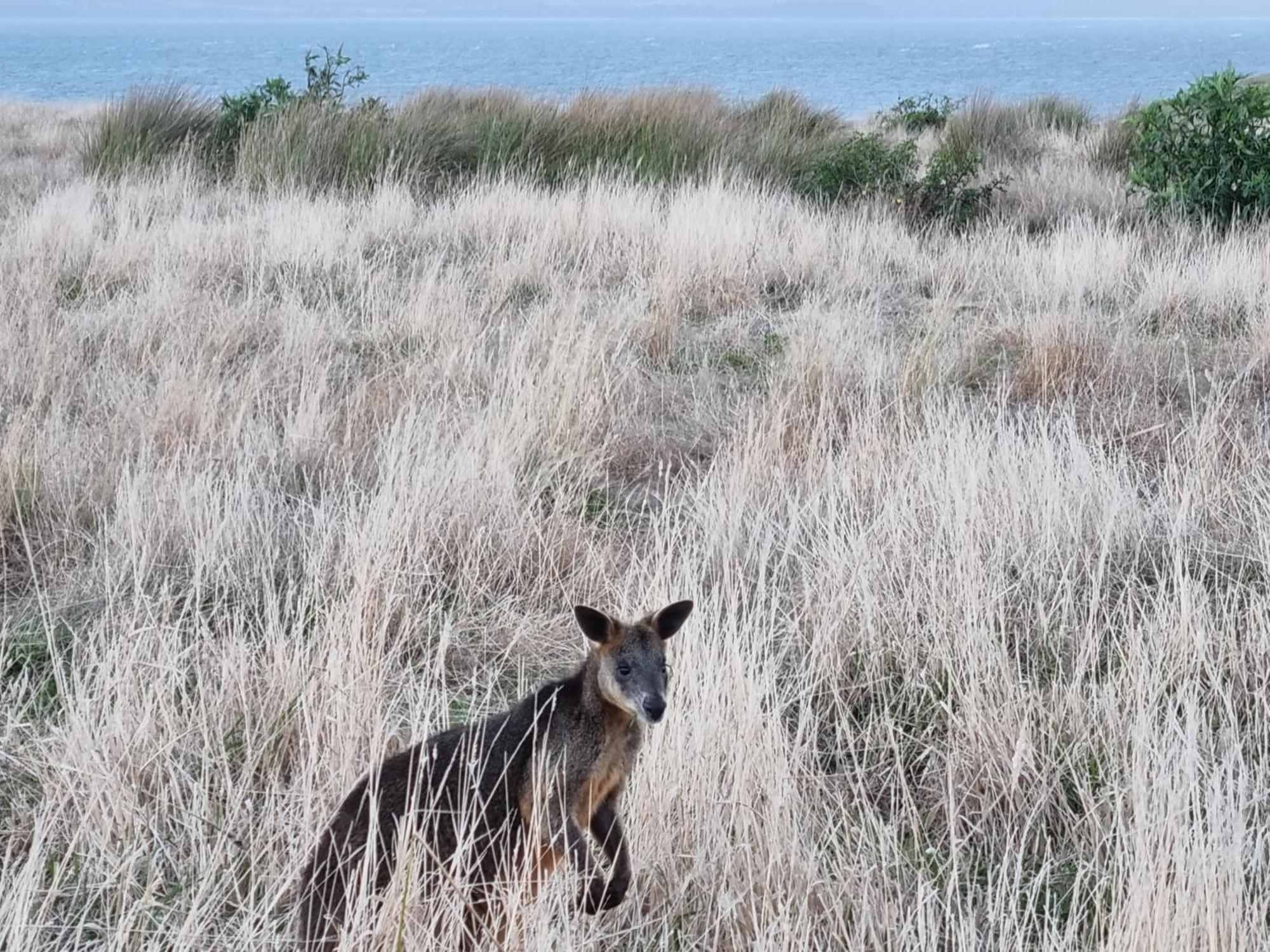 Kaloha Holiday Resort Phillip Island Cowes Bagian luar foto